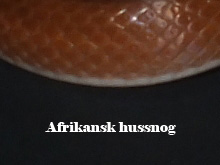Afrikansk hussnog