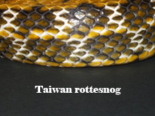 Taiwan rottesnog