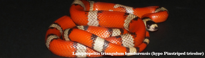 Lampropeltis triangulum hondurensis hypo pinstriped tricolor